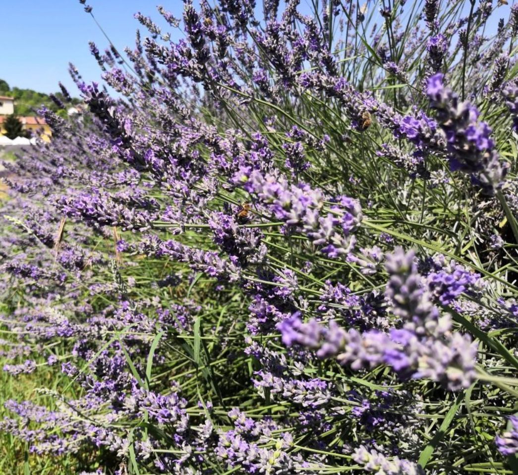 descrizione immagine